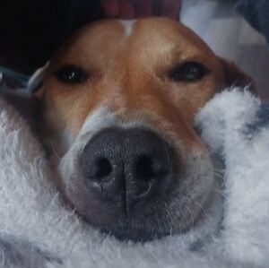 Meet your Posher, Zoe